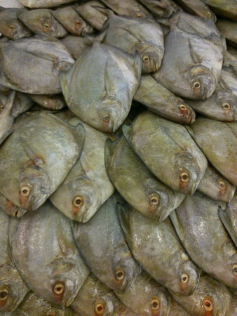 A group of fresh bawal hitam