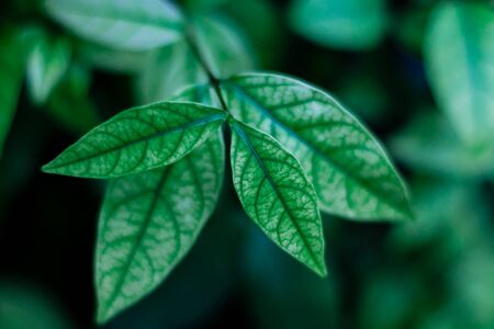 Small green leaflet. (Scientific name : Wrightia religiosa Benth)の写真素材