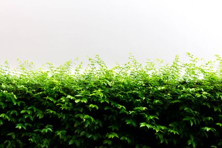 Green leaflet with white background . (Scientific name : Wrightia religiosa Benth)の写真素材