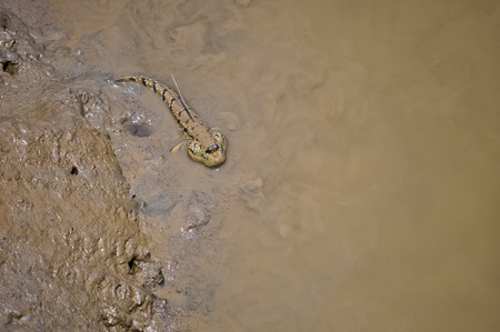 A mud-skippers outside of the water crawl in the mud in south Vietnam