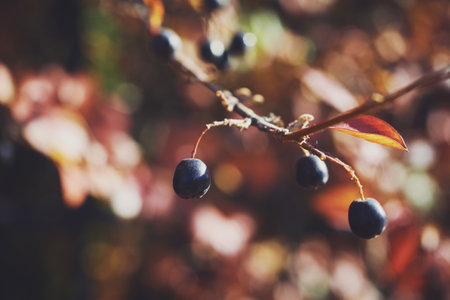 Red autumn bush leaves with berries. Sunny autumn background. Close-up, macro.の写真素材