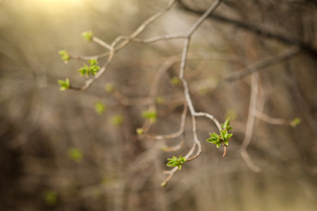 the budding leaves of the tree. the birth of a new life. spring, background. focus in the foregroundの写真素材
