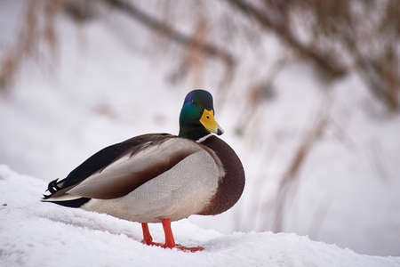 wild ducks on a frozen snow-covered lake. winter landscape