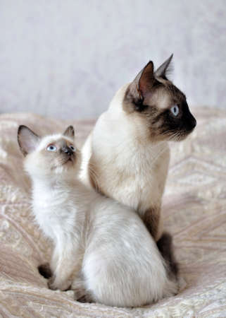 a Siamese cat and its kitten look in the same direction.