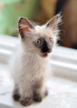 cute little kitten with big ears meows on the windowsillの写真素材