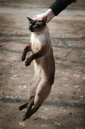 a hand in a black jacket holds a Siamese cat by the scruff of the neck. raising a petの写真素材