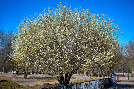 A huge flowering willow tree in the city park against the blue sky. Spring landscape.