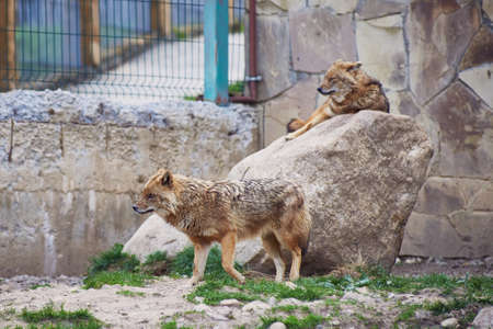 One jackal is resting on a rock, and the other is walking around the enclosure. Nature reserve.