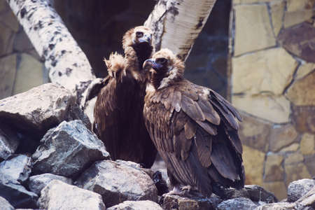 Two large vultures sit on a rock waiting for prey. Nature reserve. Close-upの写真素材