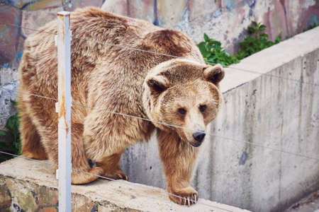 A rare hybrid of a brown and Tibetan bear with a white spot on its neck walks around the enclosure. Nature reserve. Close-upの写真素材