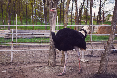 A large black and white ostrich walks around the enclosure. Ostrich breeding farm. Close-up