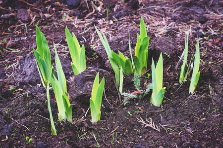 Sprouted tulip bulbs in early spring. Close-up