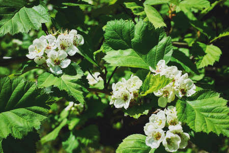 A blooming hawthorn branch. Beautiful white flowers. A sunny spring day. Close-up, macroの写真素材
