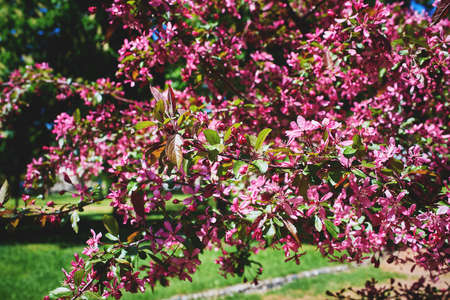 A flowering branch of a decorative apple tree of the Malus Royalty variety. Beautiful dark pink...