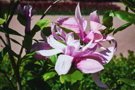 Blooming magnolia bush. Pink flowers on a spring day. Close-up, macro, selective focusの写真素材