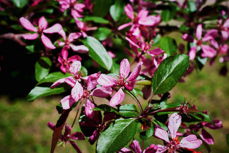 A flowering branch of a decorative apple tree of the Malus Royalty variety. Beautiful dark pink flowers. A sunny spring day. Close-up, selective focusの写真素材