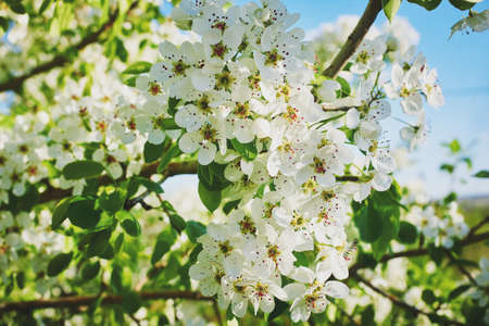 Beautiful flowering apple tree branches in spring. Sunny day. Close-up, macroの写真素材