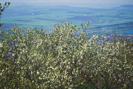 Beautiful flowering apple tree branches in spring. Sunny day. Close-up, macroの写真素材