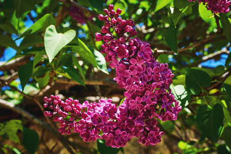 A blooming branch of lilac. Spring flowering. Spring flowering. Close-up, macro, selective focus