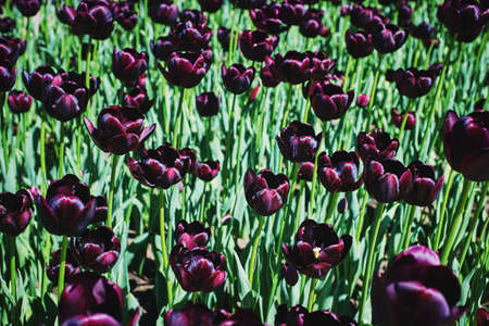 Beautiful purple tulip flowers. Spring blooming on a sunny day. Selective focus, close-upの写真素材