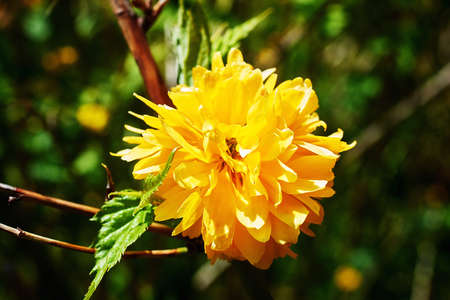 Flowering bush kerria Japanese terry. Beautiful yellow flowers in the spring garden. Close-up, macro, selective focusの写真素材