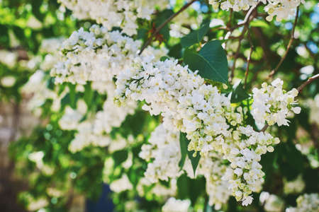 A blooming branch of lilac. Spring flowering. Spring flowering. Close-up, macro, selective focusの写真素材