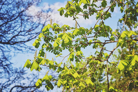 A blooming chestnut tree against a blue sky. A sunny spring day. Close-up, selective focusの写真素材
