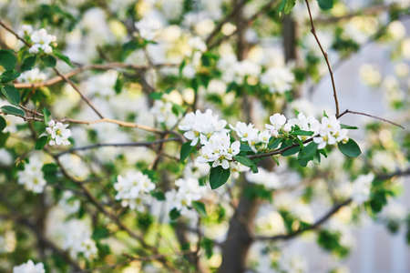 Beautiful flowering apple tree branches in spring. Sunny day. Close-up, macroの写真素材