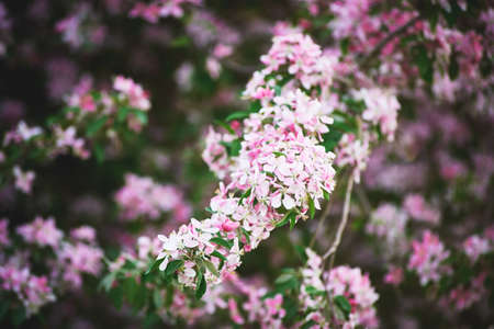 A flowering branch of a decorative apple tree of the Ola variety. Beautiful dark pink flowers. A sunny spring day. Close-up, selective focusの写真素材