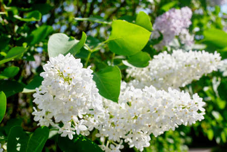 Beautiful white and purple lilac inflorescences with green foliage. Spring flowering of trees. Close-up, selective focus, macro.の写真素材