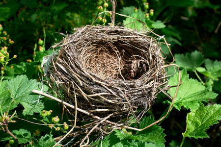 A small empty bird's nest in a currant bush, waiting for the birds to return in the spring....