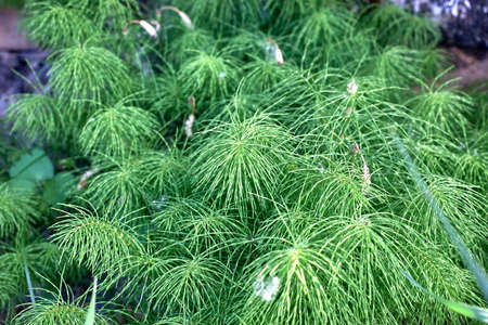 Bushes of field horsetail. Beautiful green background. Close-up, selective focus.の写真素材