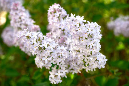 Beautiful purple lilac inflorescences with green foliage. Spring flowering of trees. Close-up, selective focus, macro.の写真素材