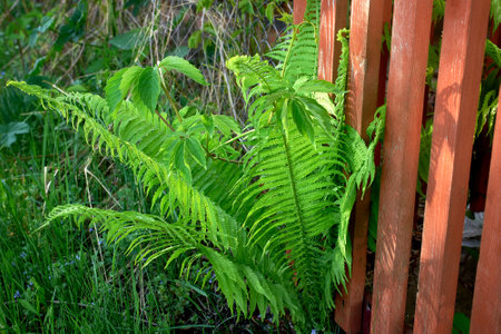 Young fern leaves sprouted through the wooden fence. Close-up, macroの写真素材
