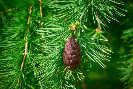 Needles and a flowering cone on a larch tree. Green background. Close-up, macroの写真素材