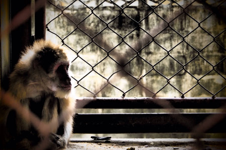 Money want the freedomの素材