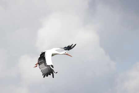 Fliyng stork at the zoo