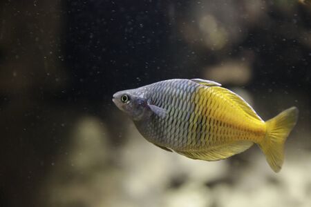 Fish at the Genova Aquariumの写真素材