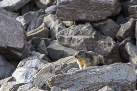 Marmot at the Moncenisio in Franceの写真素材