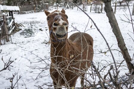 Horse into the snow in valsusaの写真素材