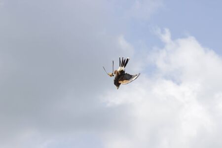 Egyptian hawk flying in the sky