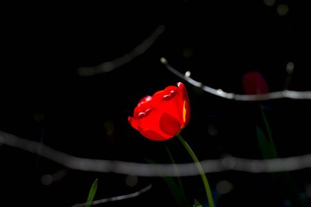Flowers at the event Messer Tulipano in Piedmontの写真素材