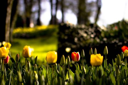 Flowers at the event Messer Tulipano in Piedmontの写真素材