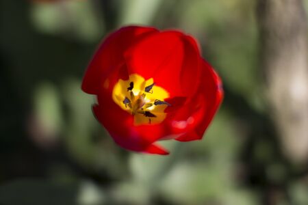 Flowers at the event Messer Tulipano in Piedmontの写真素材