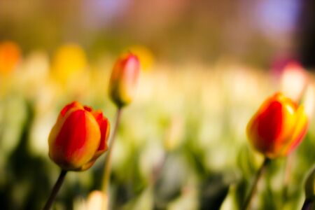 Flowers at the event Messer Tulipano in Piedmontの写真素材