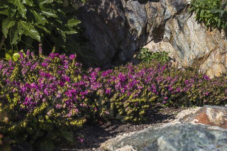 Spring Wild flowers in piedmont Closeupの写真素材