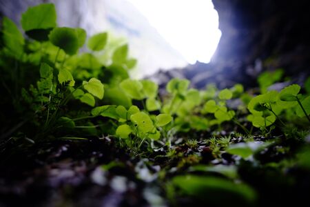 Lights on the Grass in underground natural caveの写真素材