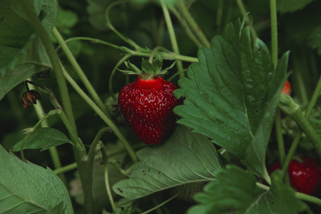 Ripe berries and foliage strawberry. Fresh strawberries that are grown organic farm. Strawberries on a strawberry plant on a strawberry plantation.の写真素材
