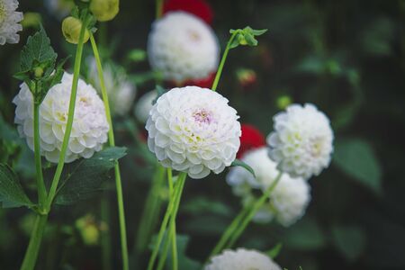 White beautiful dahlia flower in the gardenの写真素材