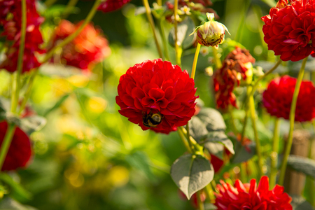 Bumblebee on the red dahlia flowerの写真素材